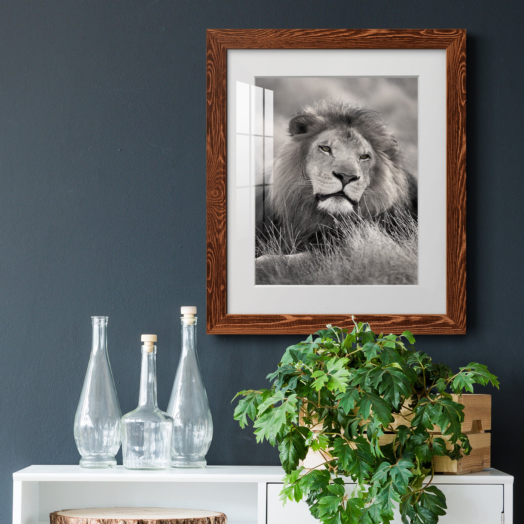 Pride of the Pride - Barnwood Framed Art Print