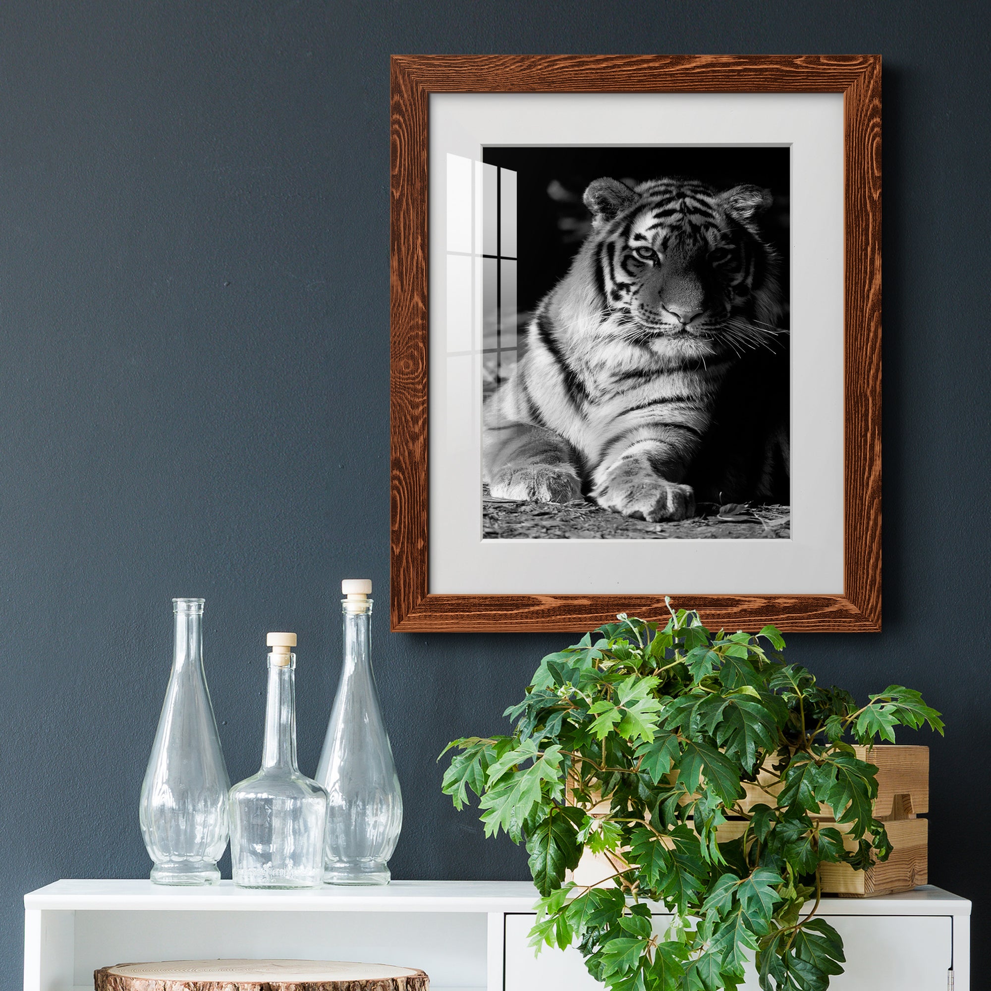 Tiger Repose - Barnwood Framed Art Print