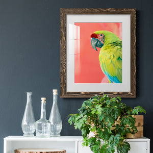 Green Macaw - Barnwood