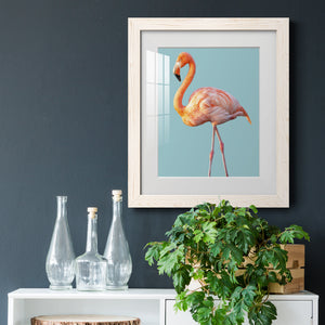 Flamingo - Barnwood