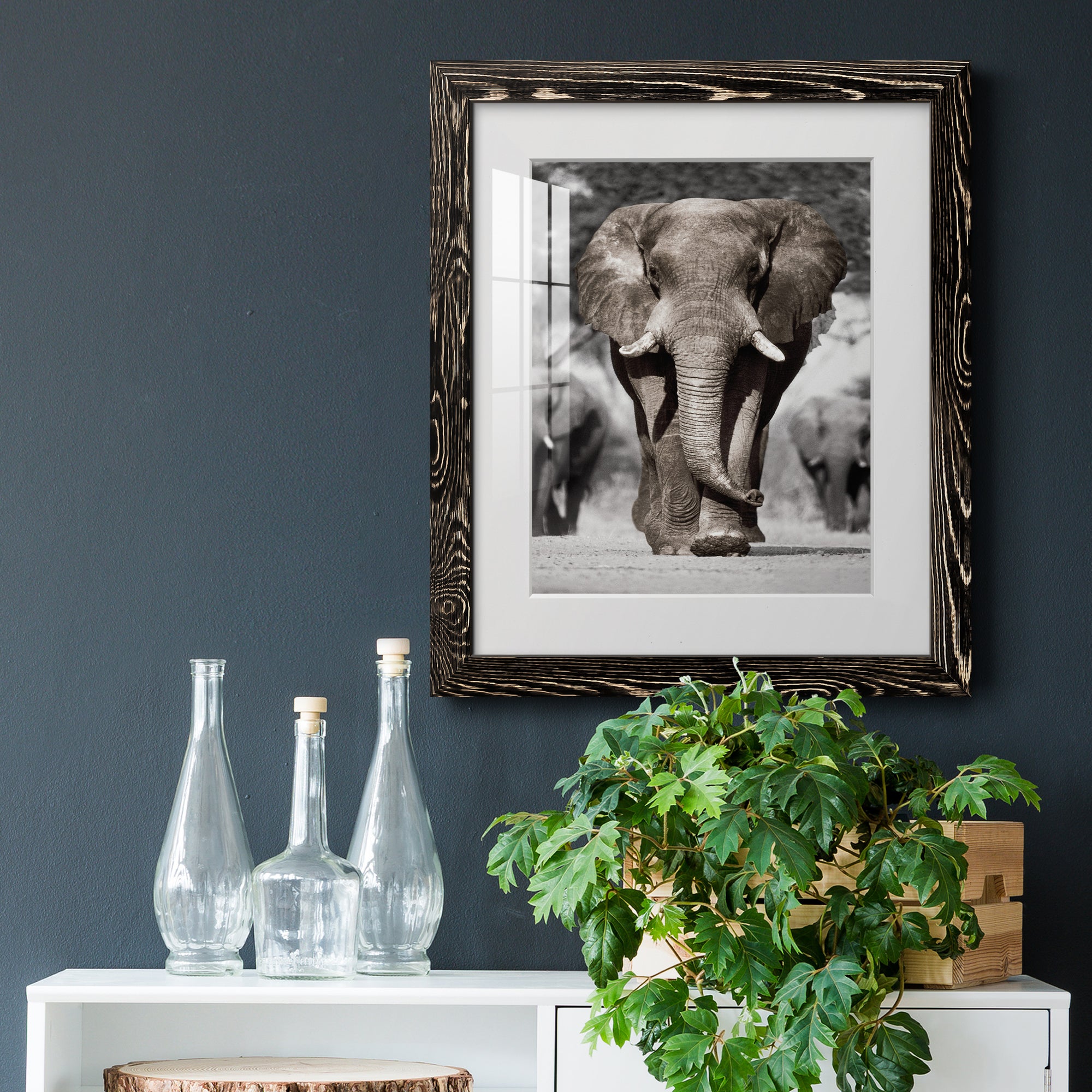 Botswana Patriarch - Barnwood Framed Art Print