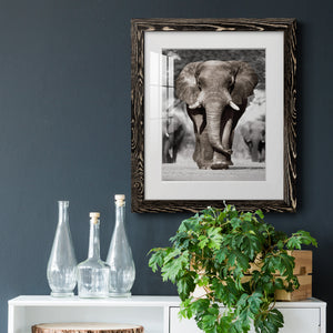 Botswana Patriarch - Barnwood Framed Art Print
