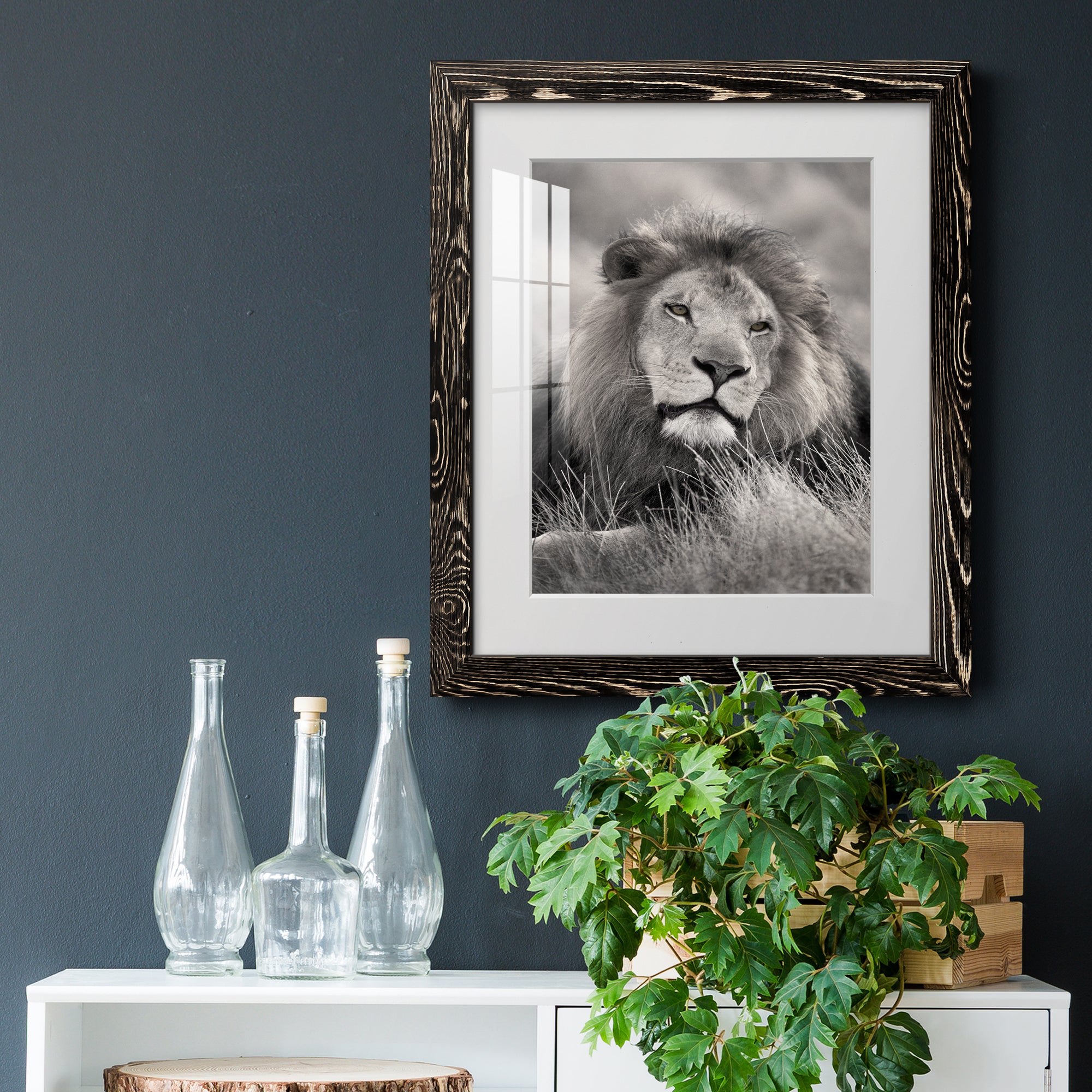 Pride of the Pride - Barnwood Framed Art Print