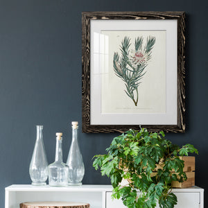 Protea N33 - Barnwood Framed Art Print