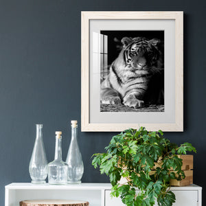 Tiger Repose - Barnwood Framed Art Print