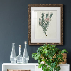 Protea N33 - Barnwood Framed Art Print