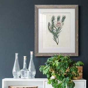 Protea N33 - Barnwood Framed Art Print