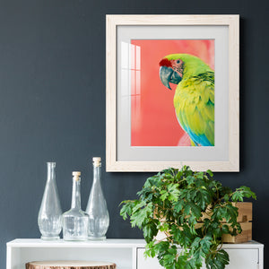 Green Macaw - Barnwood
