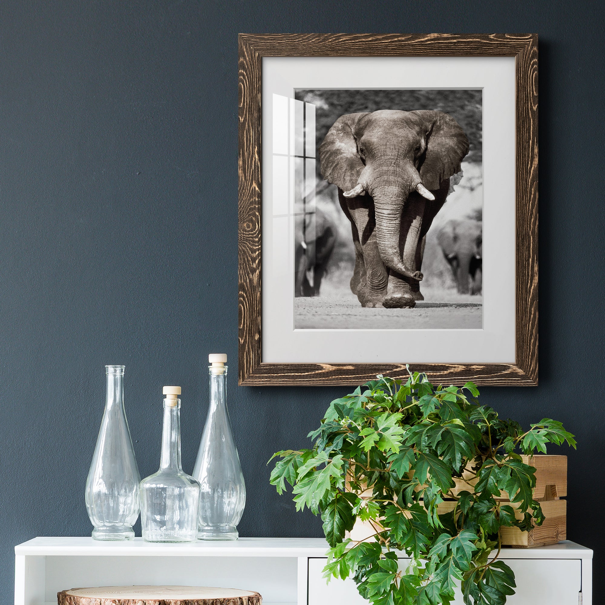 Botswana Patriarch - Barnwood Framed Art Print