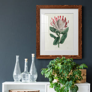 Protea N13 - Barnwood Framed Art Print