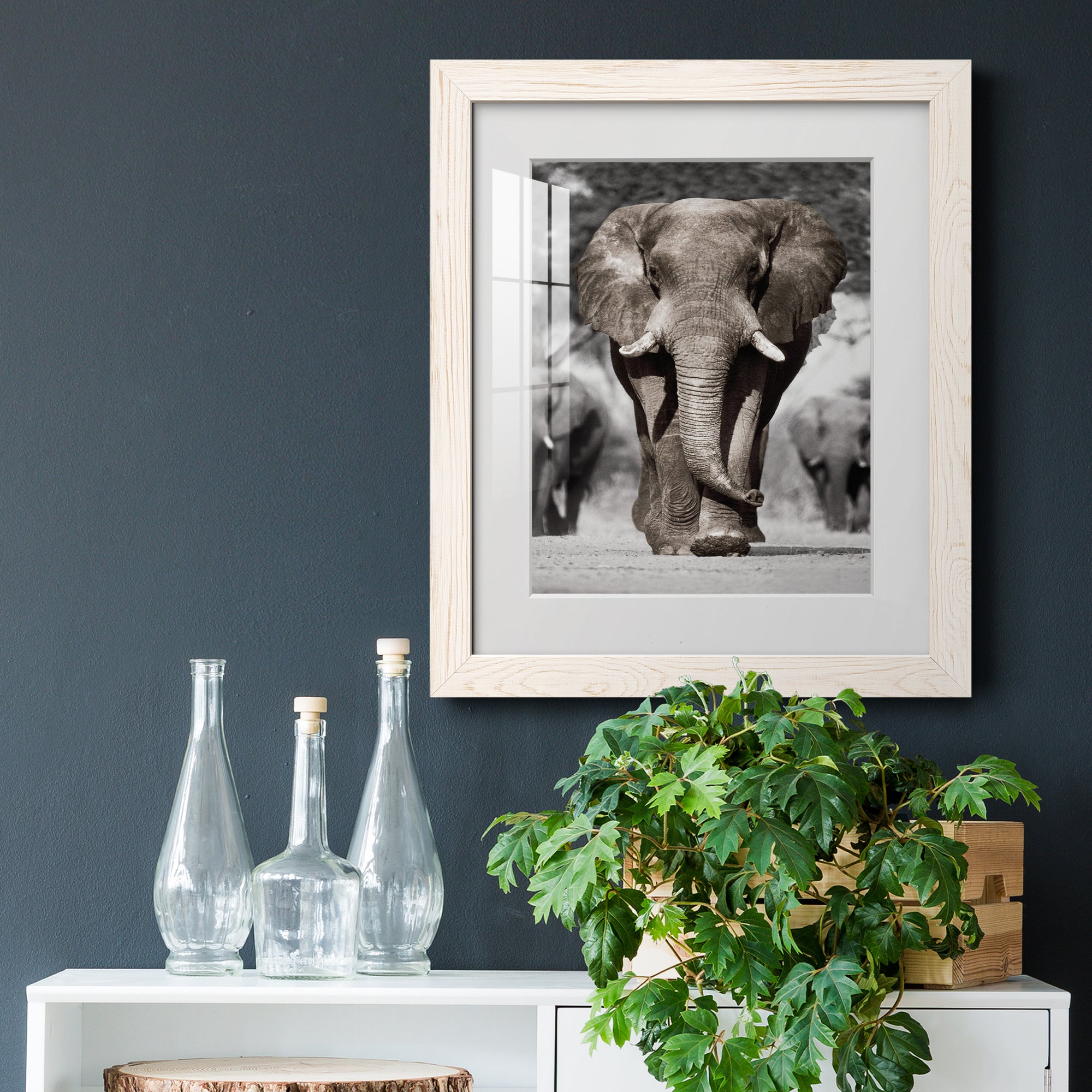 Botswana Patriarch - Barnwood Framed Art Print