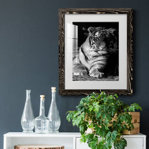 Tiger Repose - Barnwood Framed Art Print