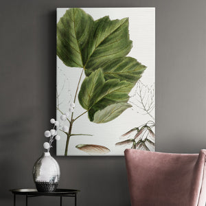 Drummond's Maple - Canvas Art Print