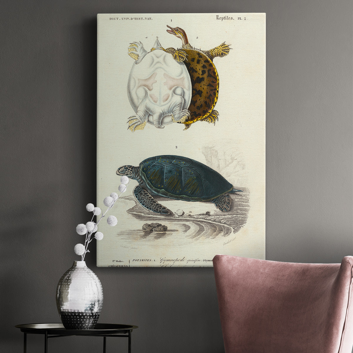 Antique Turtle Duo I Premium Gallery Wrapped Canvas - Ready to Hang