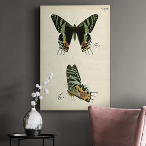 Butterfly Profile IV - Canvas Art Print