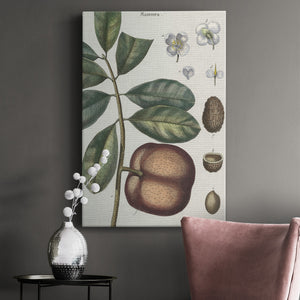 Exotic Botanique IV - Canvas Art Print