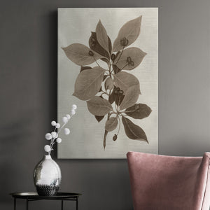 Arbor Specimen I Premium Gallery Wrapped Canvas - Ready to Hang
