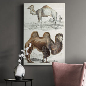 Journal of Natural History III - Canvas Art Print