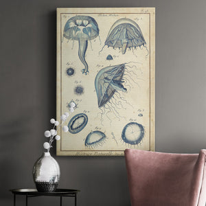 Lamarck Medusa I - Canvas Art Print