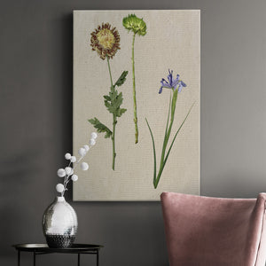 Pretty Pressed Flowers III Premium Gallery Wrapped Canvas - Ready to Hang