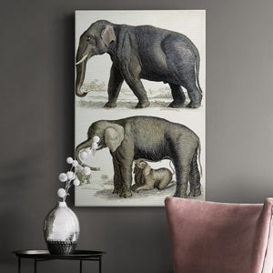 Journal of Natural History IV - Canvas Art Print