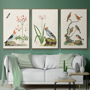 Antique Birds in Nature IV - Framed Premium Gallery Wrapped Canvas L Frame 3 Piece Set - Ready to Hang