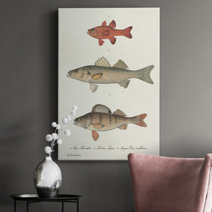 Species of Antique Fish II Premium Gallery Wrapped Canvas - Ready to Hang