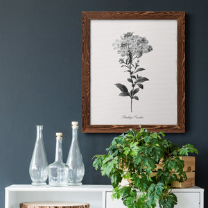Simply Cape Leadwort - Premium Canvas Framed in Barnwood - Ready to Hang