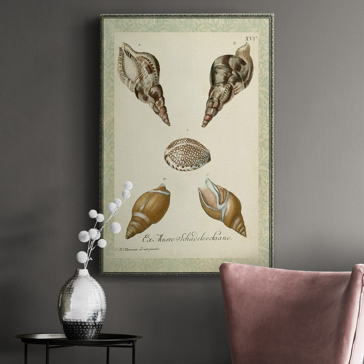 Bookplate Shells VIII Premium Gallery Wrapped Canvas - Ready to Hang