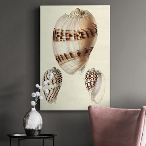 Splendid Shells V Premium Gallery Wrapped Canvas - Ready to Hang
