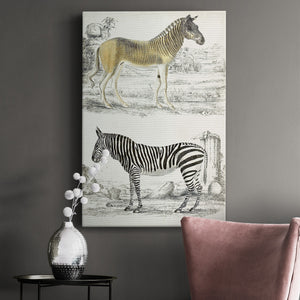 Journal of Natural History I - Canvas Art Print