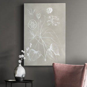 Botanical Schematic II Premium Gallery Wrapped Canvas - Ready to Hang