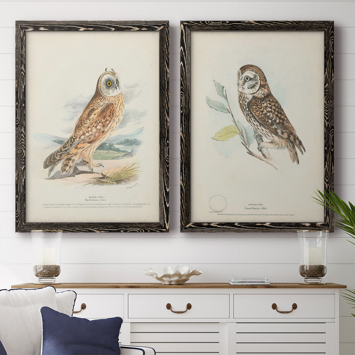 Hawk Owl - Premium Framed Canvas 2 Piece Set - Ready to Hang