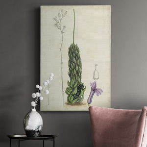 Antique Cactus IV Premium Gallery Wrapped Canvas - Ready to Hang