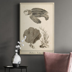 Sea Turtle Study II Premium Gallery Wrapped Canvas - Ready to Hang