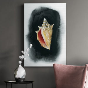 Conch on Black I - Canvas Art Print