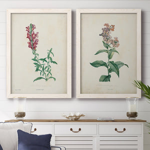Traditional Botanical I - Premium Framed Canvas 2 Piece Set - Ready to Hang