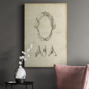 Shark Study I - Canvas Art Print