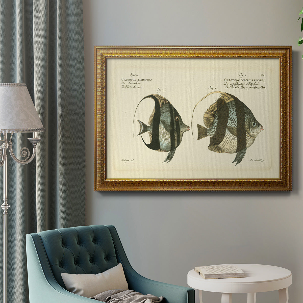 Bloch Antique Fish I Premium Framed Canvas- Ready to Hang