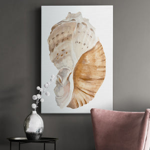 Seashell I - Canvas Art Print