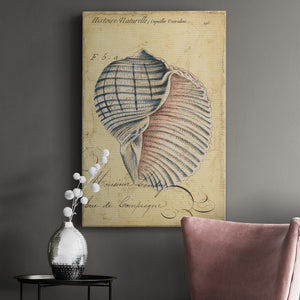 Seashell Ephemera V Premium Gallery Wrapped Canvas - Ready to Hang
