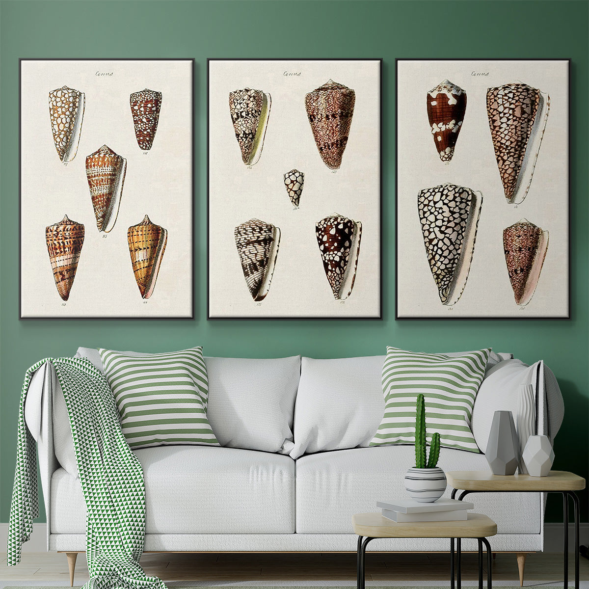 Cone Shell Collection I - Framed Premium Gallery Wrapped Canvas L Frame 3 Piece Set - Ready to Hang