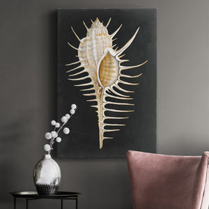 Graphic Spiny Murex Premium Gallery Wrapped Canvas - Ready to Hang