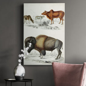 Journal of Natural History VII - Canvas Art Print