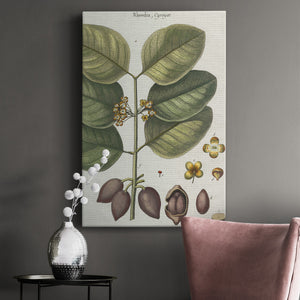 Exotic Botanique II - Canvas Art Print