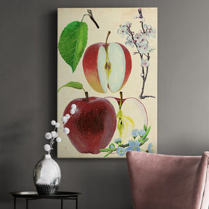 Apple & Blossom Study II Premium Gallery Wrapped Canvas - Ready to Hang