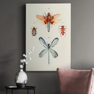 Insect Varieties IV - Canvas Art Print