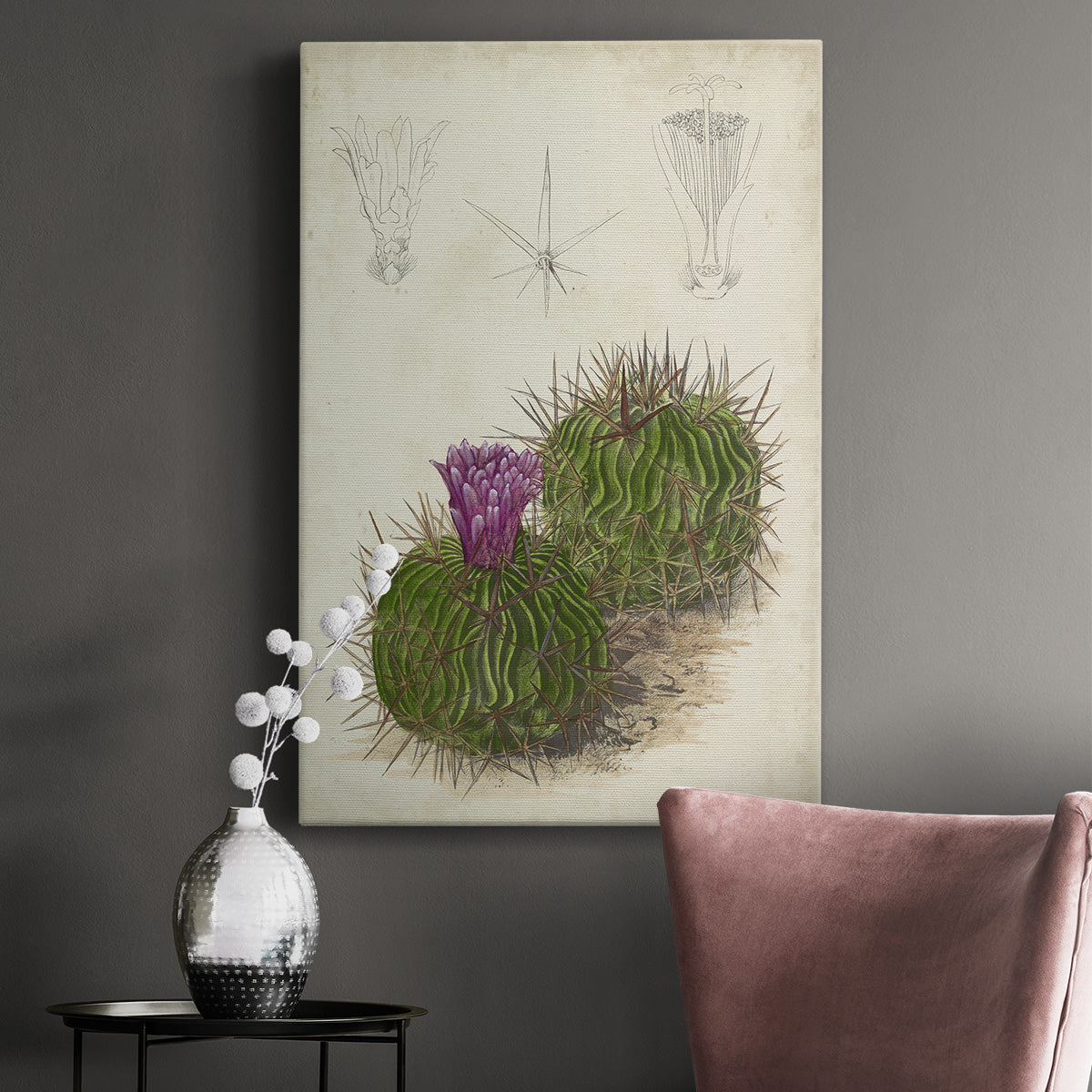 Antique Cactus II Premium Gallery Wrapped Canvas - Ready to Hang