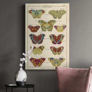 Histoire Naturelle Butterflies V - Canvas Art Print