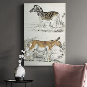 Journal of Natural History V - Canvas Art Print